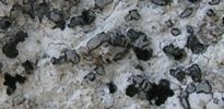 Lecanographa grumulosa